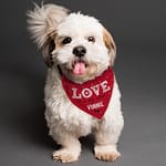 Personalised Love is... Dog Bandana - ItJustGotPersonal.co.uk