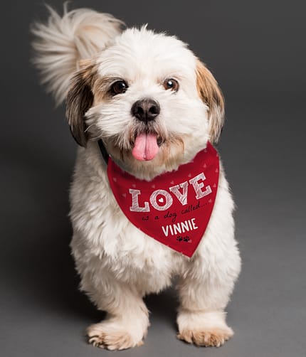 Personalised Love is... Dog Bandana - ItJustGotPersonal.co.uk