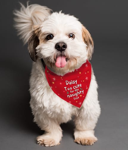 Personalised 'Too cute for the naughty list' Dog Bandana - ItJustGotPersonal.co.uk